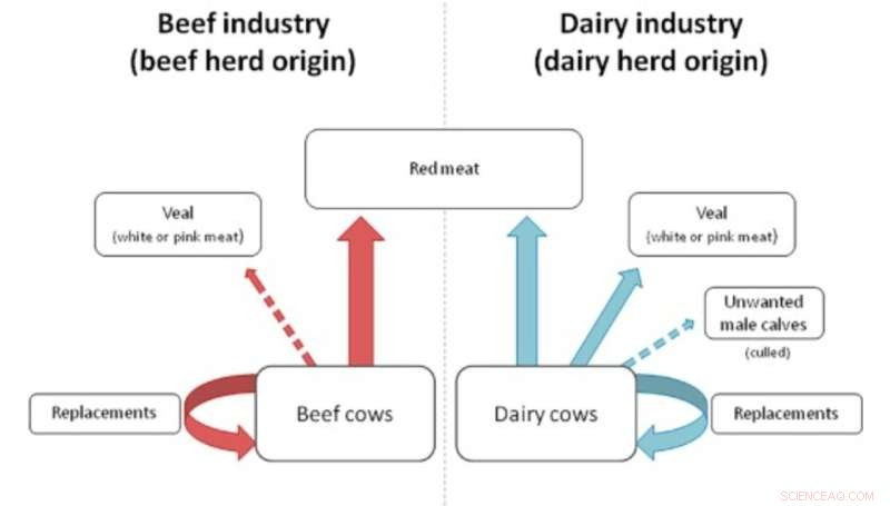 Experts Confirm Dairy Cattle Welfare Is Worse Than Beef Cattle