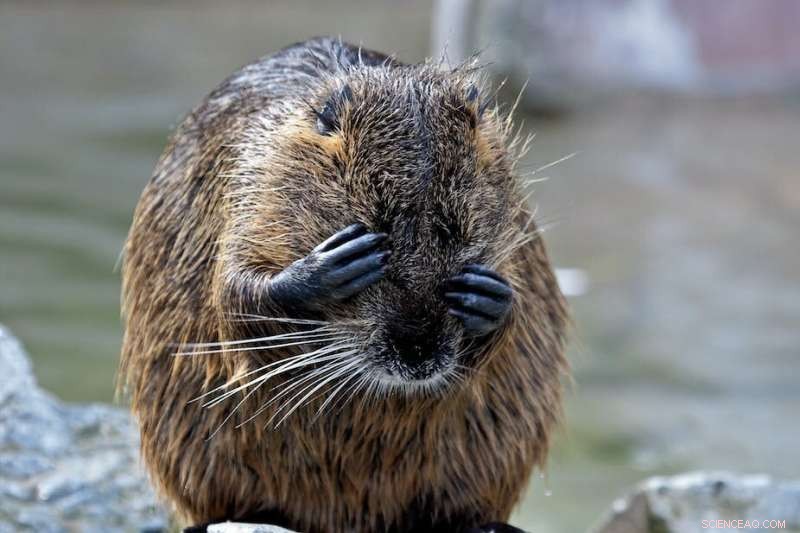 Beavers: Nature s Engineers—Realistic Climate Benefits for People