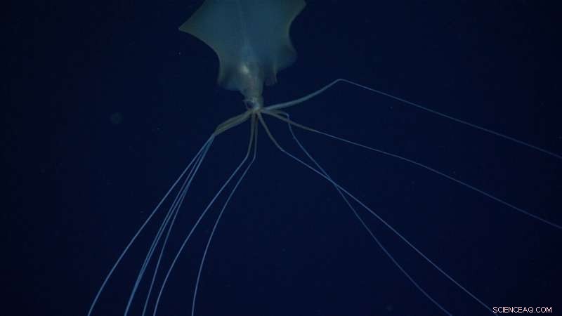 Fish Scientist Collaborates with Jordan Peele to Create a Realistic Alien in  Nope 