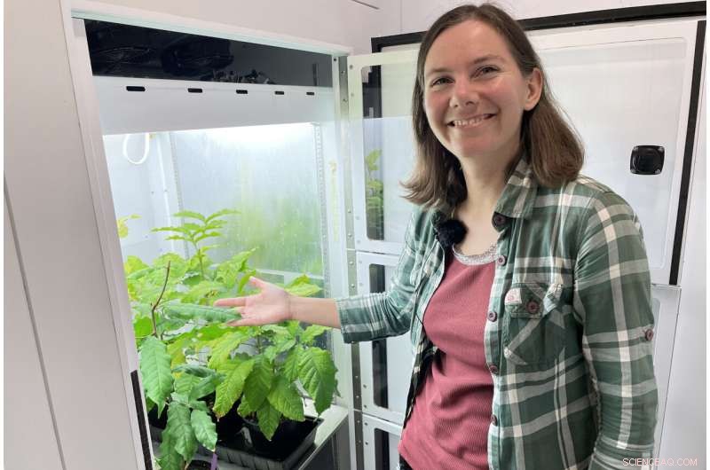 Study Reveals Certain Trees Overheat as Rainforest Temperatures Rise