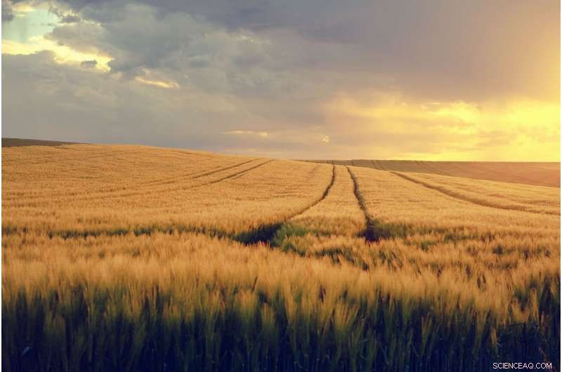 AI-Driven Grain Assessment Enhances Quality Control and Boosts Farmer Returns