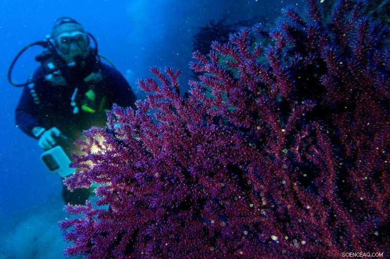 Mediterranean Coral Reefs Devastated by Record-Breaking Heatwave