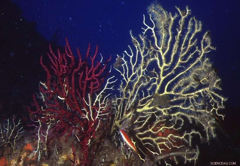 Mediterranean Coral Reefs Devastated by Record-Breaking Heatwave