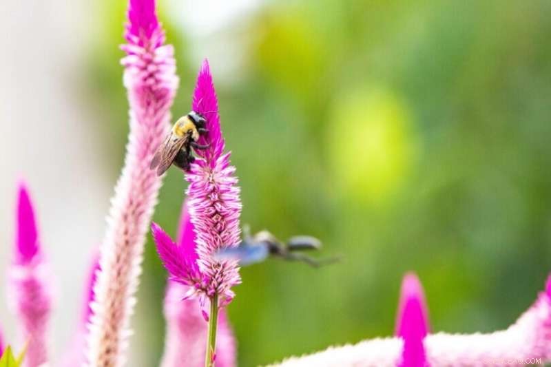 Mixed Land Use Boosts Bee Diversity – New UGA Study Reveals Conservation Benefits
