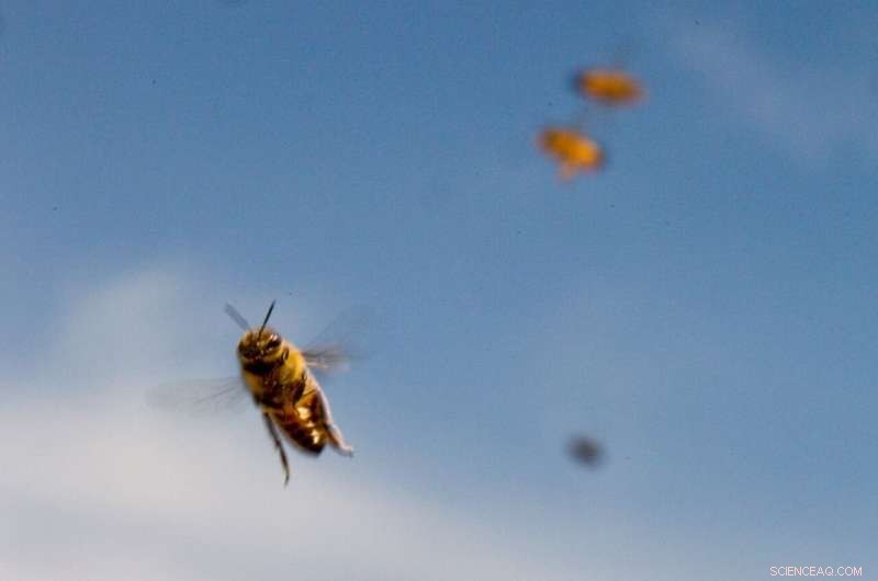 Mixed Land Use Boosts Bee Diversity – New UGA Study Reveals Conservation Benefits