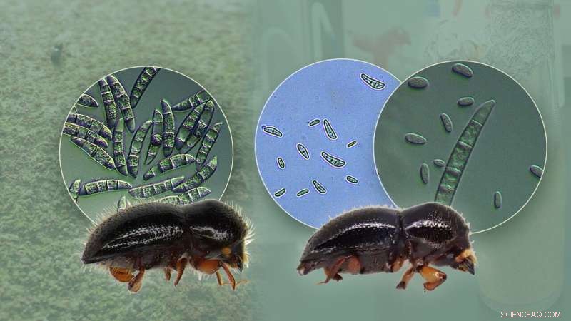 Symbiotic Fungi Reveal New Biocontrol Opportunities Against Pest Beetles