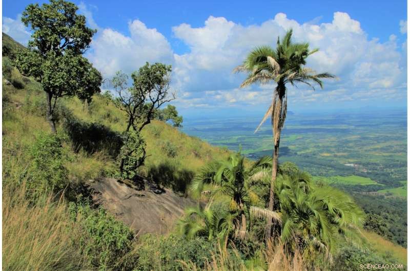 AI Study Finds Over 50% of Palm Species Facing Extinction