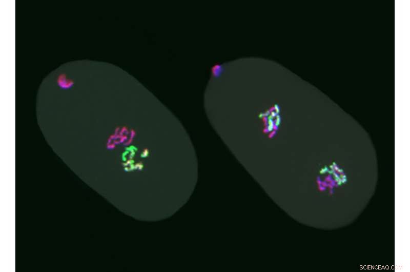 Study Reveals Epigenetic Memory Is Passed Through Generations in C. elegans