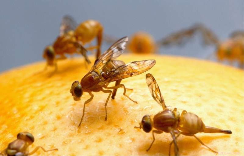 Female Fruit Flies Enter the Arena of Sexual Competition