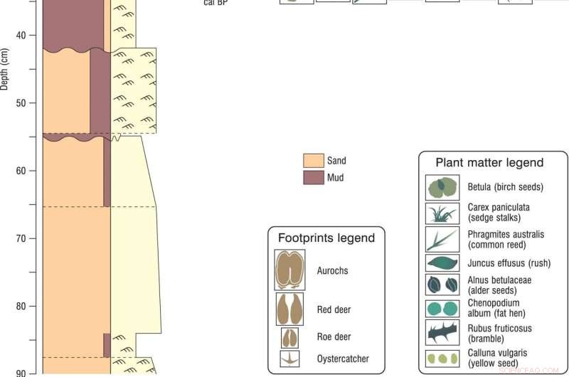 Ancient Footprints on UK Beach Reveal Decline of Biodiversity Hotspot