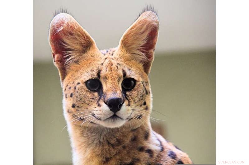 New Yale Study Reveals Complete Range Threats for African Carnivores