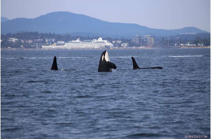 Family Ties Shape How Animals Help or Harm as They Age