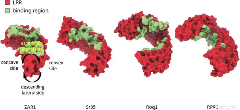 Detailed Structure of Wheat Immune Protein Unveiled: A Key Tool for Food Security