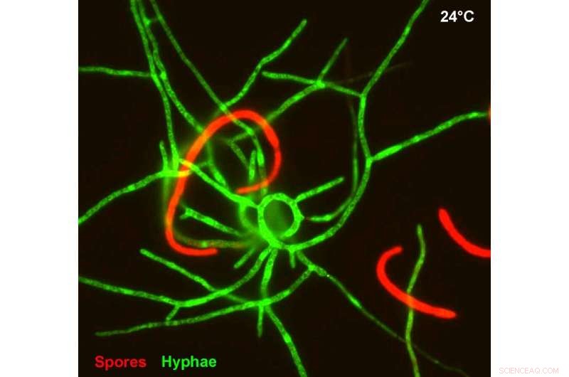 New Master Regulator Identified: Controlling Wheat-Fungal Pathogen Zymoseptoria tritici