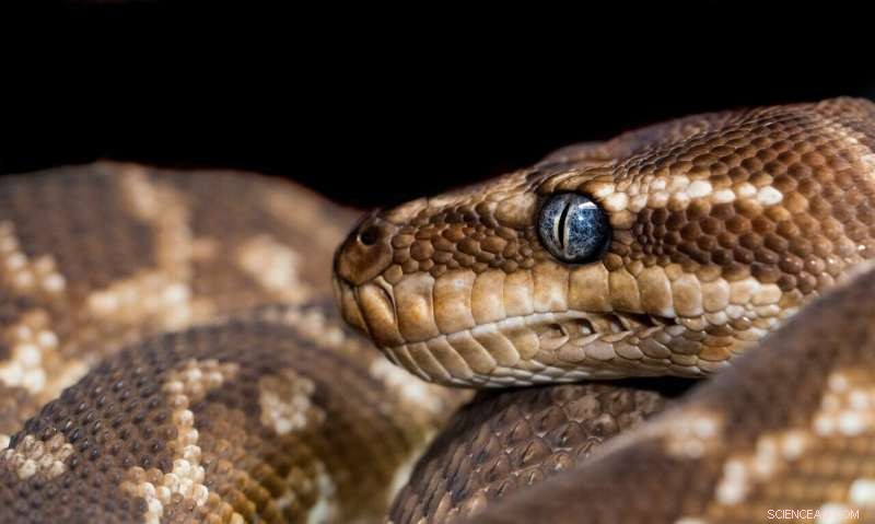 Women Hunters Confront Giant Pythons Ravaging the Everglades