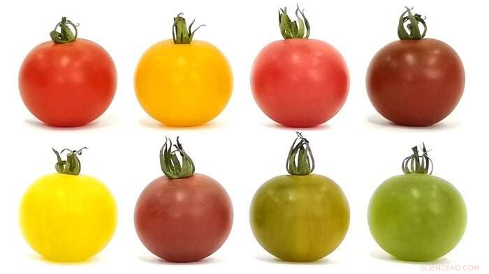 CRISPR/Cas9 Multiplex Editing Accelerates Development of Multi‑Colored Tomato Cultivars