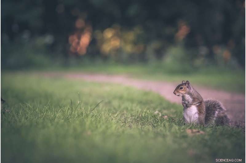 New Study Reveals Rodents as Reservoirs for Life‑Threatening Fungal Diseases