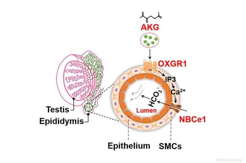 The Role of α‑Ketoglutaric Acid and OXGR1 in Male Sperm Maturation: Implications for Infertility