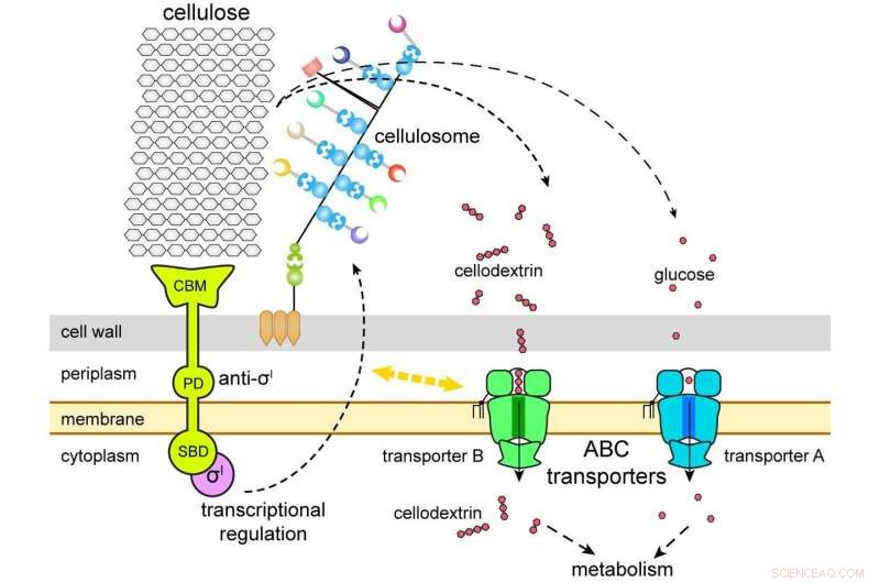 Unlocking Sugar Uptake: Researchers Reveal Mechanisms in Industrial Microbe Clostridium thermocellum