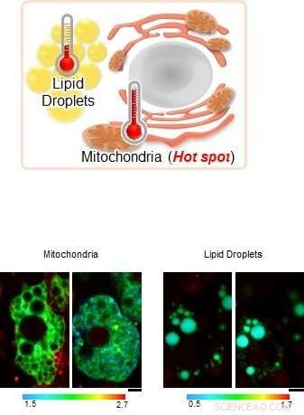 Quantifying Intracellular Temperature Dynamics in Brown Adipocytes