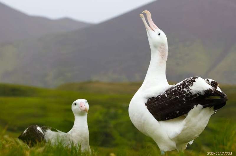 New Study Reveals Why Wandering Albatrosses End Lifelong Pair Bonds