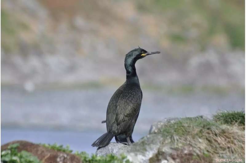 Smart Tech Reveals Climate Future of Europe s Key Seabird Colony
