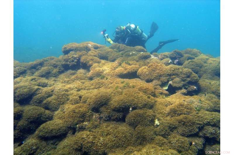 Early Detection System Targets Nuisance Algae Threatening Papahānaumokuākea Reefs