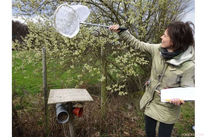 Hedgerows and Flower Strips Synergistically Enhance Bee Populations in Orchards