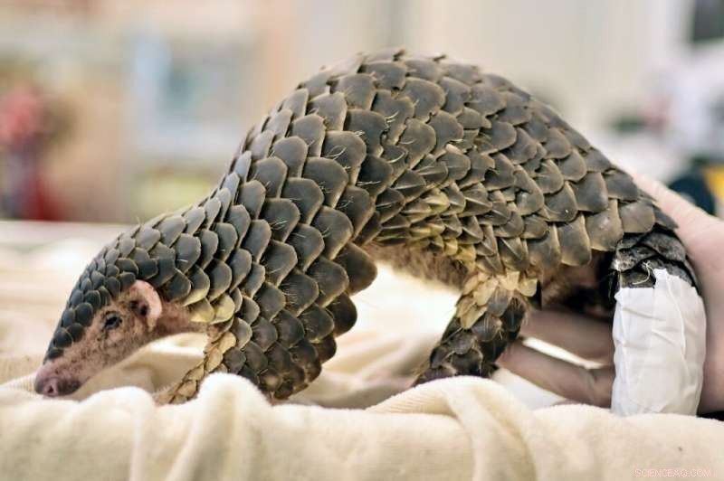 Rising Feral Dog Attacks Threaten Taiwan s Pangolins