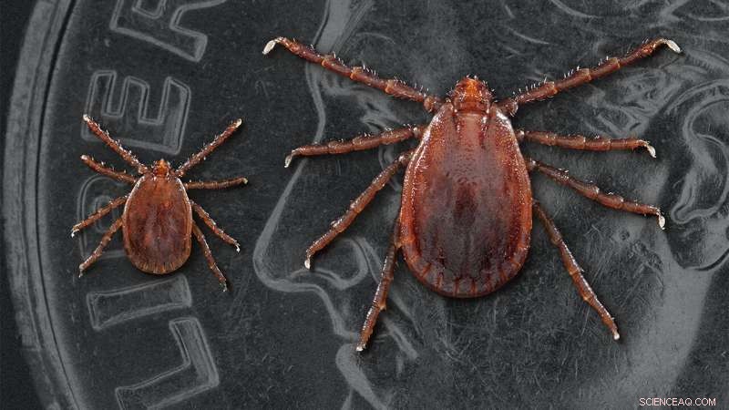 First Report: Longhorned Tick Detected in Northern Missouri, Threatening Local Agriculture
