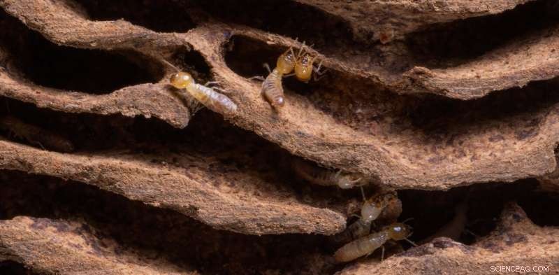 How Global Warming Fuels Termite Activity: Faster Wood Consumption in Rising Temperatures