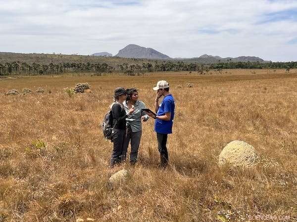 How Global Warming Fuels Termite Activity: Faster Wood Consumption in Rising Temperatures