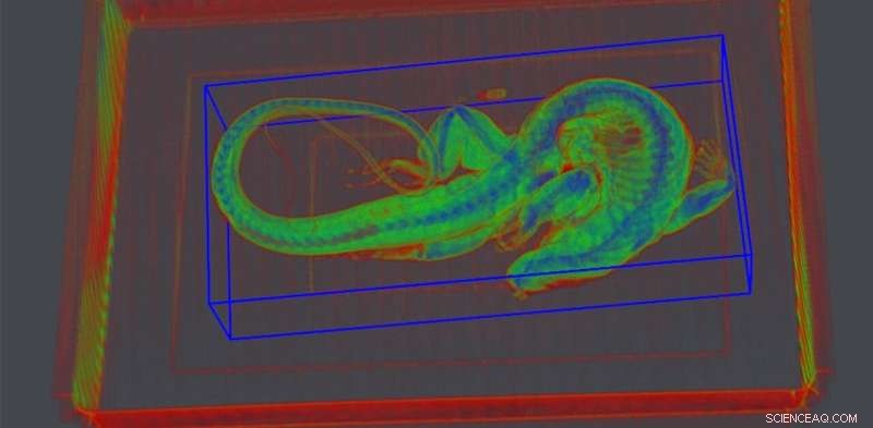 AI Detects Wildlife Trafficking: Spotting Lizard Smugglers in Your Luggage