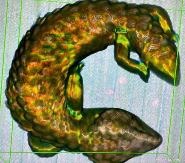 AI Detects Wildlife Trafficking: Spotting Lizard Smugglers in Your Luggage