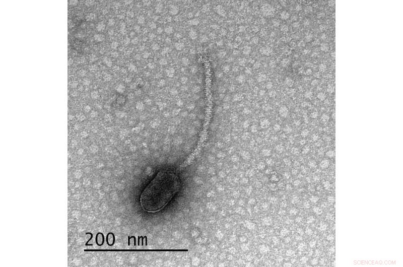 Study Reveals Viruses Can Detect Host Cell Surface Features