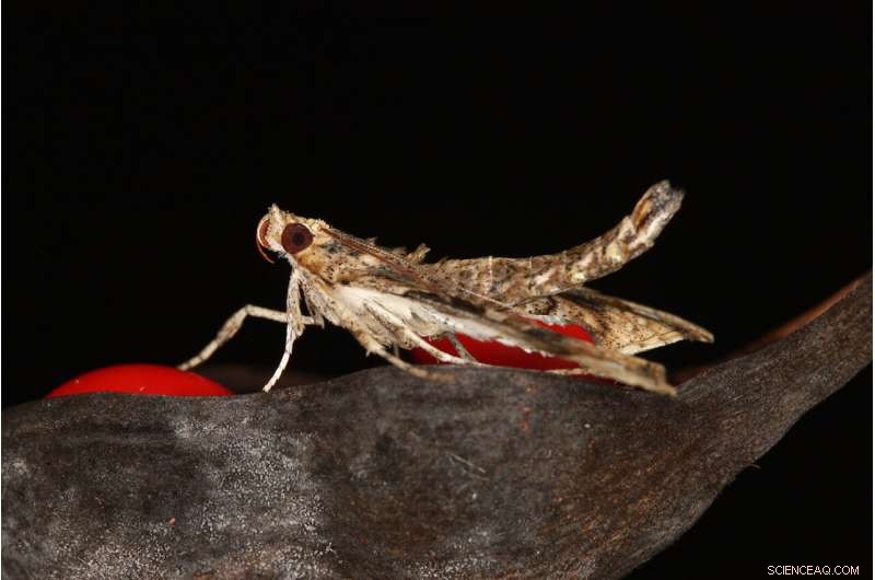 Tracing the Origin of Southern California’s Newest Invasive Pest