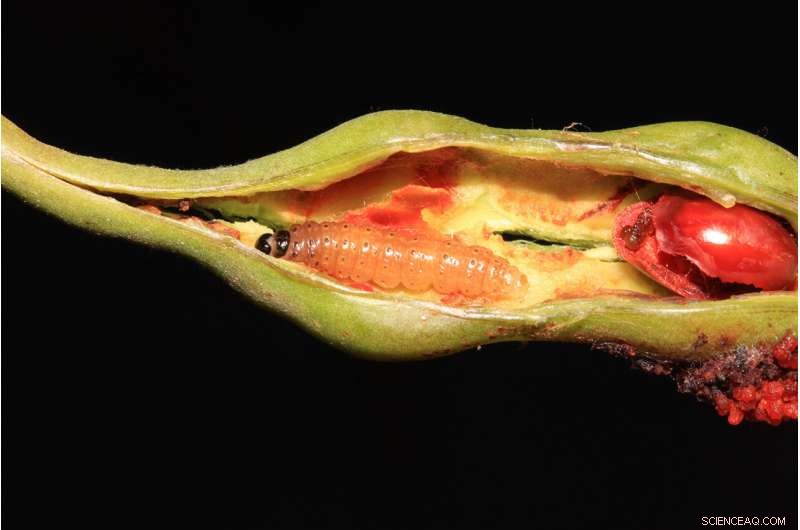 Tracing the Origin of Southern California’s Newest Invasive Pest