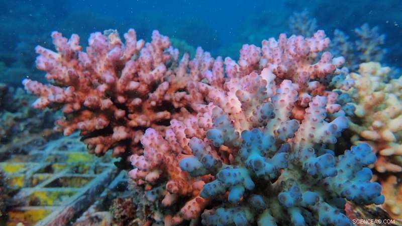 Coral Genome Uncovers Unexpected Cysteine Biosynthesis Pathway