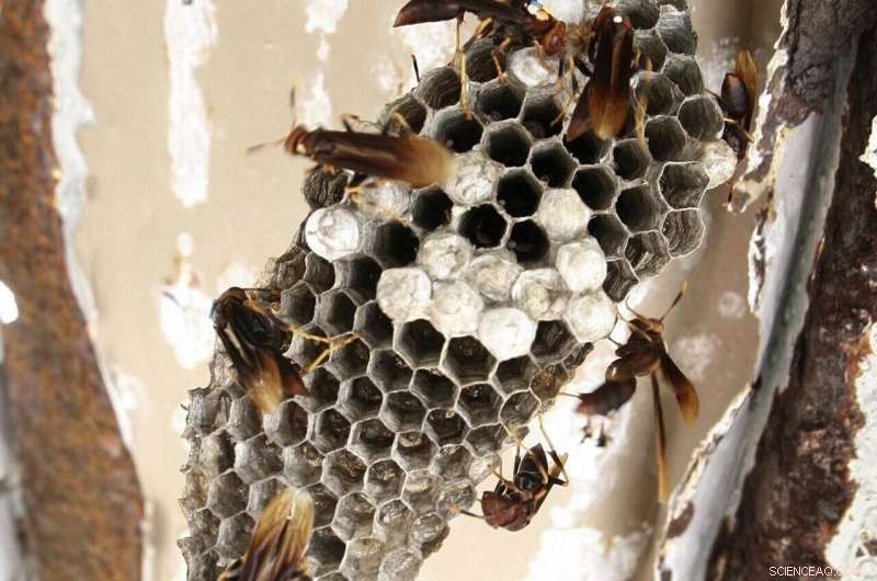 Worker Wasps: Balancing Specialization and Flexibility in Social Hierarchies