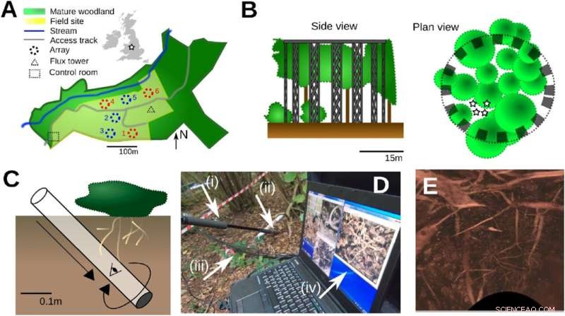 Unveiling Root Dynamics: Tree Growth and Decline in Future CO₂ Atmospheres