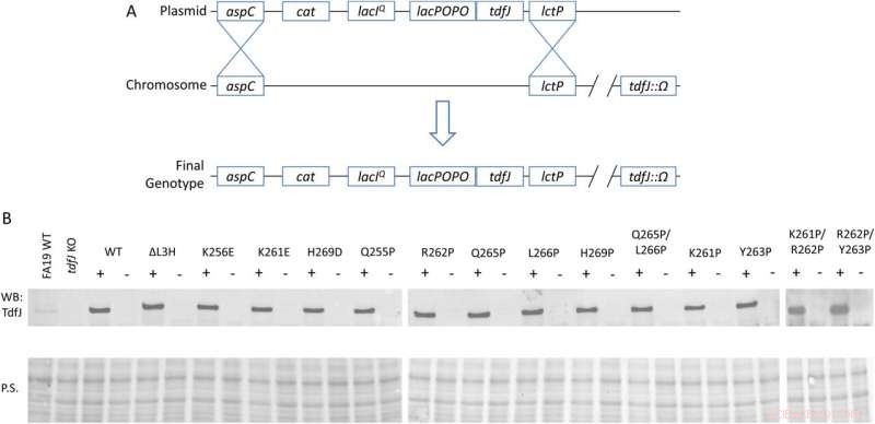Targeting Key Molecules to Halt Gonorrhea Infection: A Promising Genetic Approach