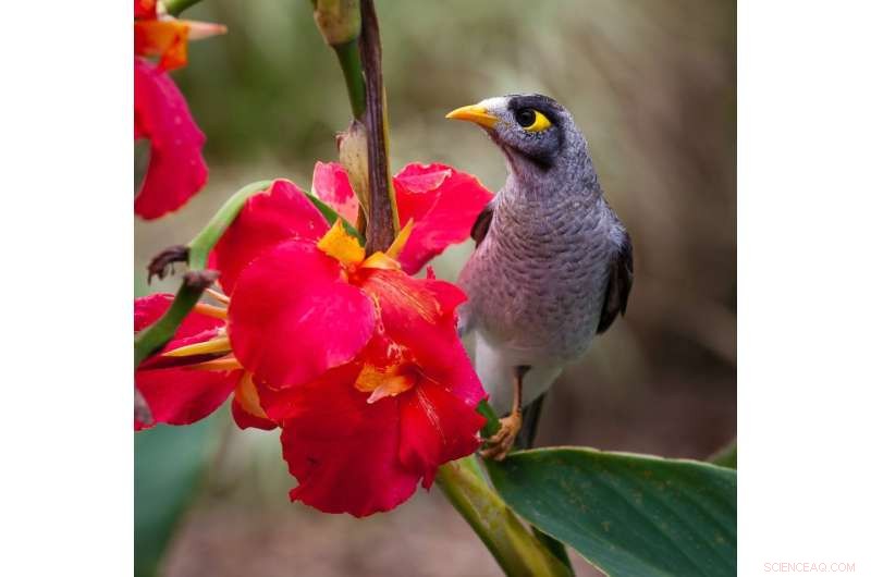 Managing Noisy Miner Aggression: Why Nectar-Rich Flowers Might Not Help Your Garden