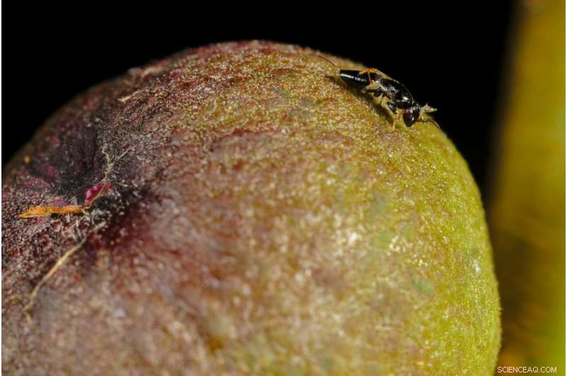 Rising Temperatures Challenge Fig Tree Wasp Pollinators, Threatening Ecosystem Balance