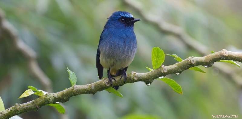 Colorful Songbirds Drive Pet Trade: Impact on Conservation