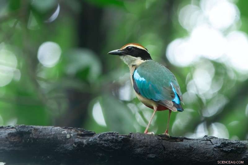 Colorful Songbirds Drive Pet Trade: Impact on Conservation