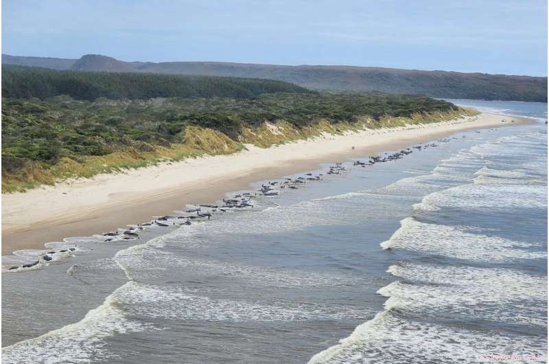 Australia Records 200th Pilot Whale Stranding Death; Two More Lost in Tasmania