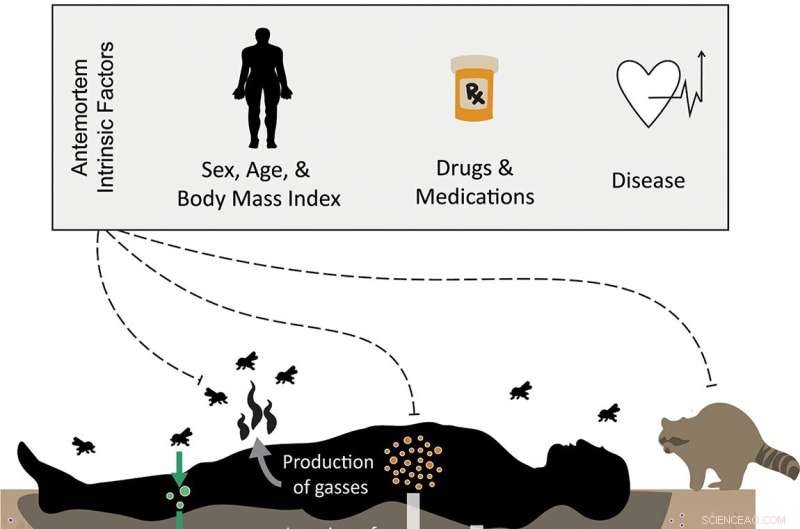 How a Body’s BMI Influences Soil Microbial Communities During Decomposition