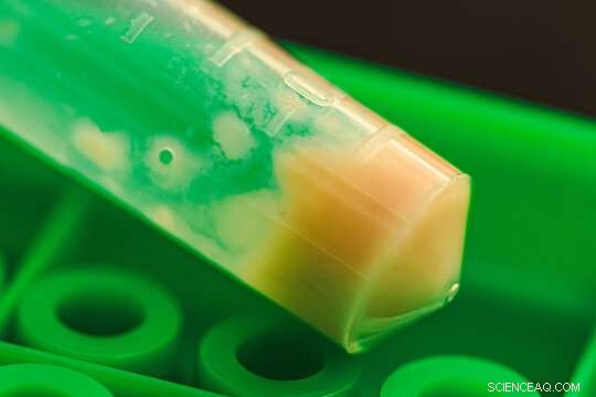 Rice University Engineers Macro‑Scale, Modular Living Materials from Bacteria