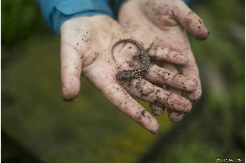 Invasive House Mice Reshape Farallon Islands: New Study Reveals Dietary Impacts