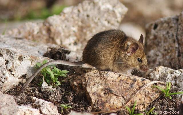 Invasive House Mice Reshape Farallon Islands: New Study Reveals Dietary Impacts